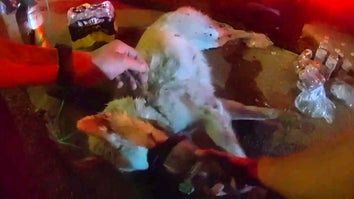 Husky dog laying on ground receiving oxygen through a mask