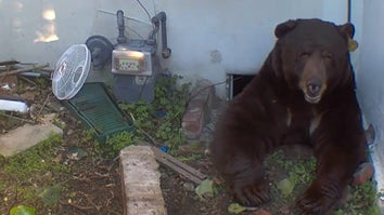 Bear emerging from crawlspace under house