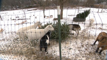 Goats about to eat a Christmas tree