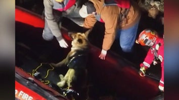 Rescuers helping a German Shepherd