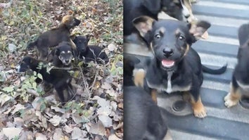 Group of puppies huddled together on the ground / A puppy looks up at rescuer from truck bed