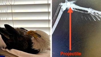 Bald Eagle After Being Shot