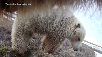 camera attached to grizzly bear in Alaska's North Slope
