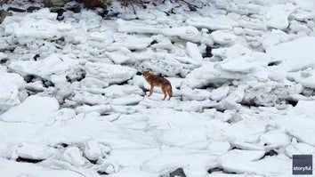 a coyote in the Boston Harbor trying to navigate the ice