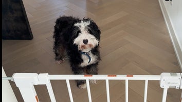 Benji the beloved Bernedoodle