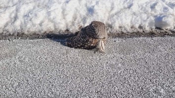 owl found on a New York highway