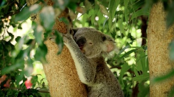 Flowers the koala 