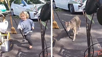 coyote chased a child