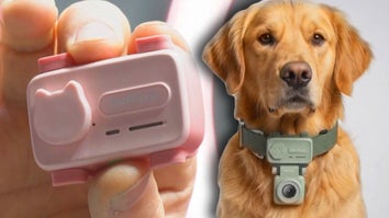 PetPhone, dog wearing PetPhone camera