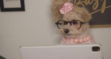 Petfluencers Take Over Social Media