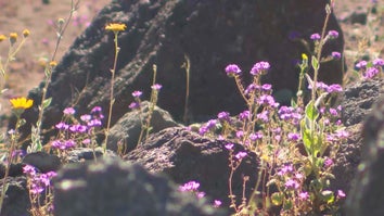 Wildflowers blooming in desert setting