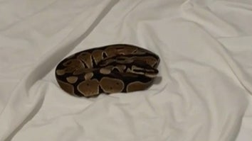 Snake on a bed