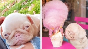 How Milkshake the Pink Pug Uses His Popularity for Good