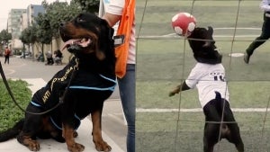 Ozly the Police Dog Is Also a Talented Soccer Goalie