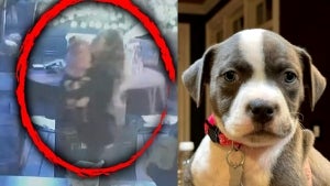 $1,000 Reward Offered for Rescue Dog Stolen From Fundraiser: North Carolina Animal Shelter Says