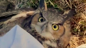 Owl Caught in Baseball Net Rescued by Groundskeepers in New York