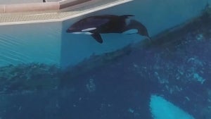 45-Year-Old Whale in Captivity Is the ‘Loneliest Orca in the World,’ Experts Say 