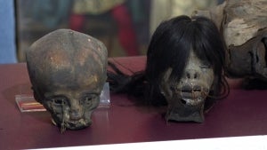 4 Shrunken Human Heads Recovered in Smuggling Ring Bust in Turkey