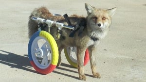 Fox Gets Second Chance at Life with Colorful Walker