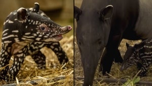 Belgian Zoo Welcomes a Baby Tapir, an Endangered Species with Less Than 2500 Left