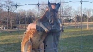 Tennessee Farmer Says Neighbor Strangled His Pet Kangaroo