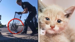 6-Week-Old Kitten Rescued From Drain After Being Trapped for 1 Week