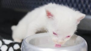 Officials Find Rare Albino Jaguarundi Cub in Colombia for the First Time