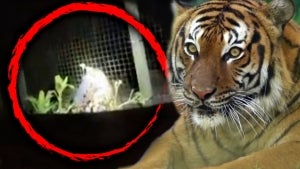 Endangered Tiger Shot by Florida Police After Zoo Cleaner Stuck His Hand in Tiger Cage