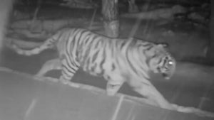 Rare Wild Amur Tiger Spotted Walking in the Woods With Cubs