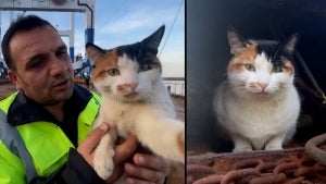 Crew of a Ship Adopts a Cat Named Lollipop After He Was Born Onboard