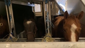 63 Horses Fly Almost 6,000 Miles From Chicago to Turkey