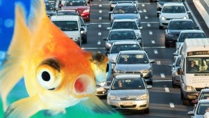 Goldfish Taught to ‘Drive’ Robotic Vehicles by University Researchers
