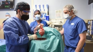 Pig Heart Successfully Transplanted Into Human Patient in Maryland 