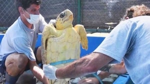 Biologists Remove 10 Different Types of Plastic From Rescued Turtles