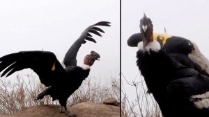 Rescued Condor Released Into Wild After Year of Rehabilitation in Peru Zoo