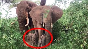Rare Twin Elephants Spotted on Camera in Kenya