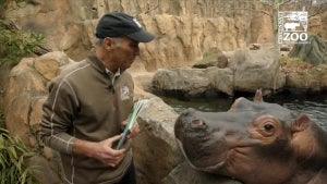 Fiona the Baby Hippo Turns 5 at the Cincinnati Zoo