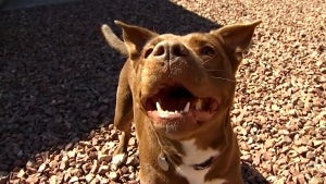 Insurance Company Cancels Home Policy for Arizona Couple Who Adopted a Pitbull