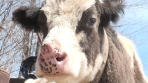 Two-Nosed Cow in Wisconsin Celebrates 15th Birthday