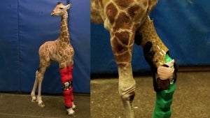 Baby Giraffe at California Zoo Wears Leg Brace to Correct Disorder