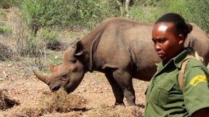 Critically Endangered Black Rhinos Nearly Double at Animal Sanctuary in Kenya
