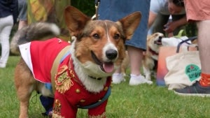 Parade in the UK Celebrates the Queen’s Jubilee With Over 100 Corgis
