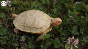 Rare Albino Giant Tortoise Is First to Hatch in Captivity at Zoo in Switzerland