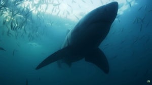 Great White Sharks Spotted Off Beaches in New York, Massachusetts and New Jersey