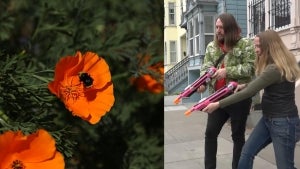 California Couple Makes Streets Prettier With Their ‘Guerrilla Gardening’