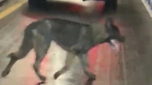 German Shepherd Puppy Runs Away From Brooklyn Home to New Jersey 