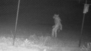 Texas City Officials Need Help Identifying Strange Creature Caught on Camera