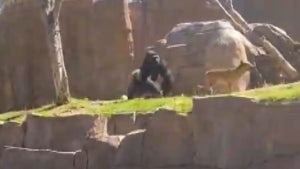 Dog Safely Removed After Entering Gorilla Enclosure at San Diego Zoo 