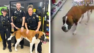 135-Pound Florida Dog Refused to Leave Dollar Store