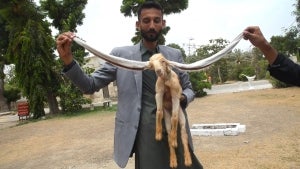 Nubian Goat From Pakistan Might Have the World’s Longest Ears